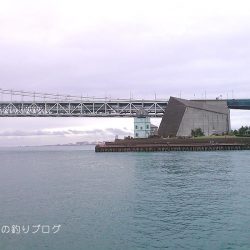 サビキで小アジ！