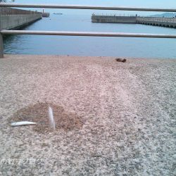 短時間サビキで38匹！