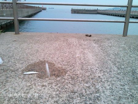 短時間サビキで38匹！