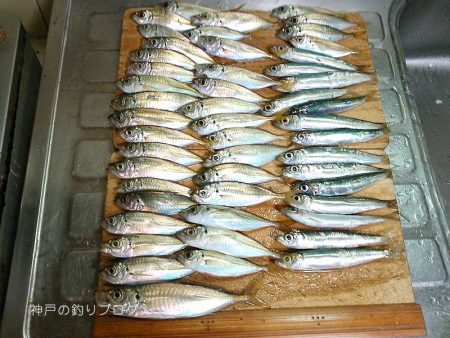 ファミリーフィッシング