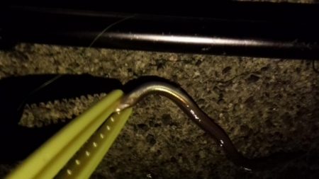 コスモ太刀魚調査