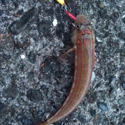 枕崎でライトショアジギング