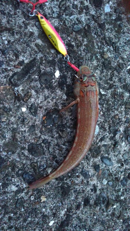 枕崎でライトショアジギング