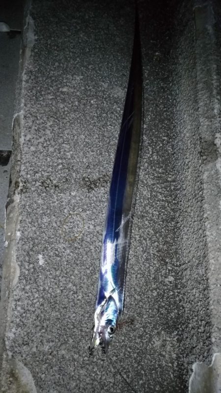 雨前の太刀魚調査