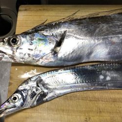 エギングでアオリイカ、湾内では太刀魚