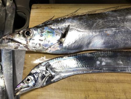 エギングでアオリイカ、湾内では太刀魚