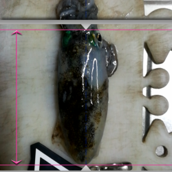 貝塚人工島でアオリ新子GET