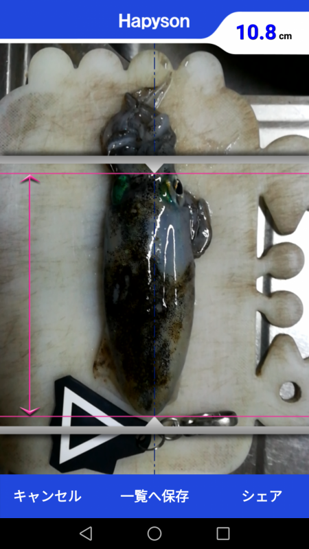 貝塚人工島でアオリ新子GET