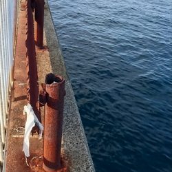 連休中のタチウオプチ遠征