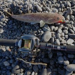 青物、太刀魚狙い