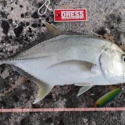 早朝より2バイト1ヒットでロウニンアジ