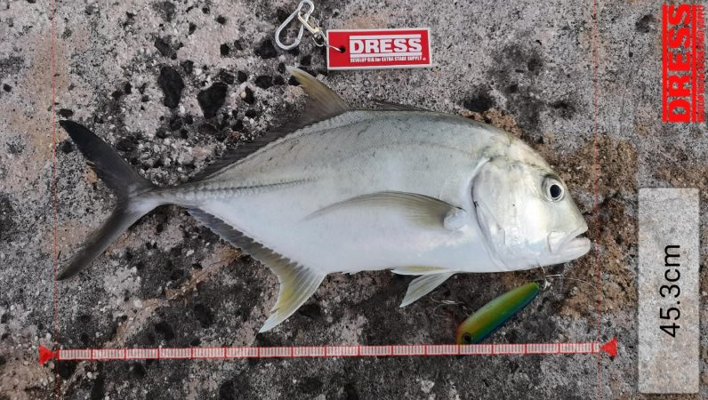 早朝より2バイト1ヒットでロウニンアジ