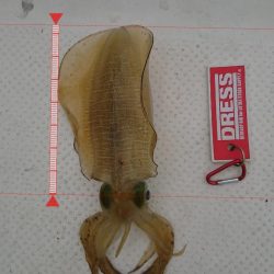 ボートエギング2