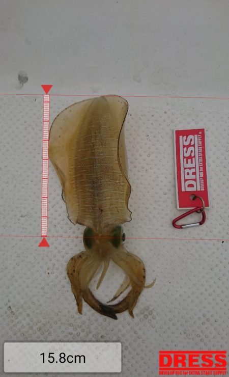 ボートエギング2