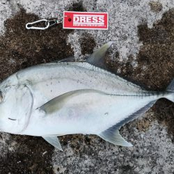 サンドワームでロウニンアジが釣れちゃいました。