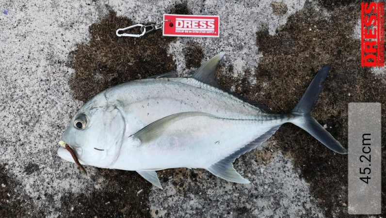 サンドワームでロウニンアジが釣れちゃいました。