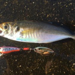 サバ大軍・タチウオ不在？