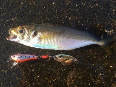 サバ大軍・タチウオ不在？