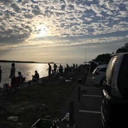 舞洲・夢舞大橋下のタチウオ&サビキ