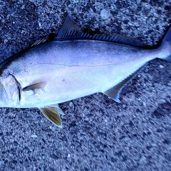 まさか、カンパチが釣れるとは!!