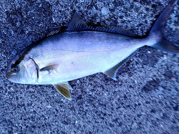 まさか、カンパチが釣れるとは!!