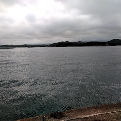 アオリイカ釣れました!!