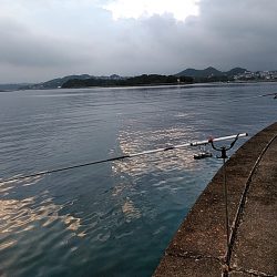 アオリイカ また　釣れました!!