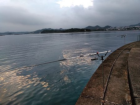 アオリイカ また　釣れました!!