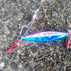 台風明けに　カンパチ（シオ）釣れましたね!!