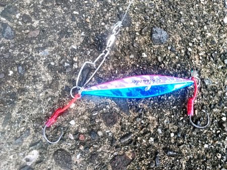 台風明けに　カンパチ（シオ）釣れましたね!!