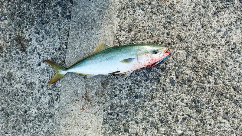 ハマチ、サゴシ、太刀魚