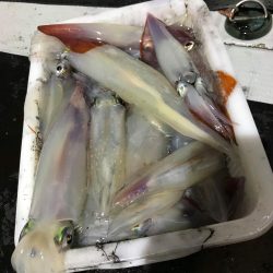 白い長ぐつでマイカ爆釣