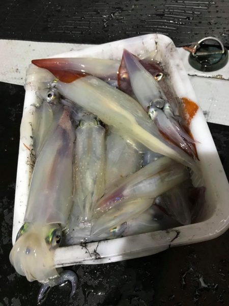 白い長ぐつでマイカ爆釣