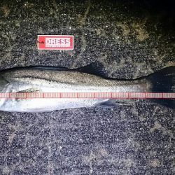 シーバスゲーム