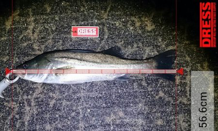 シーバスゲーム