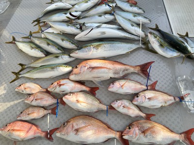 ミタチ丸 釣果