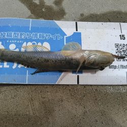 庄内湖 ハゼ釣り day2