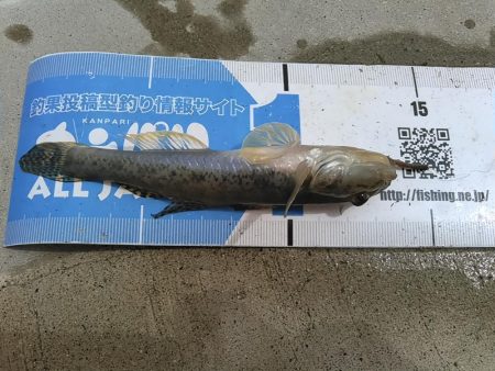 庄内湖 ハゼ釣り day2