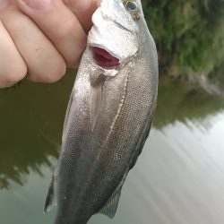 庄内湖 ハゼ釣り盛り上がってます