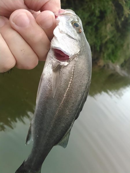 庄内湖 ハゼ釣り盛り上がってます