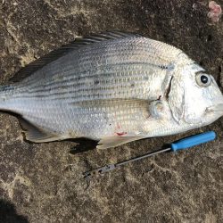 カゴ釣りでグレ2枚、ヘダイ1枚！