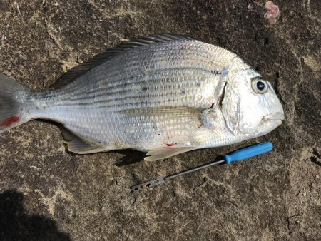 カゴ釣りでグレ2枚、ヘダイ1枚！