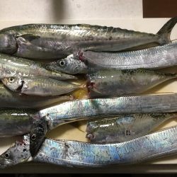 初サゴシ&タチウオ