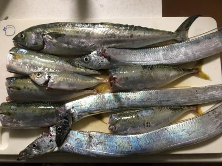 初サゴシ&タチウオ