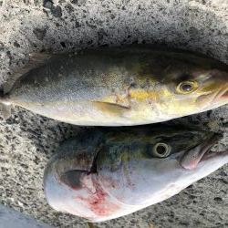 朝マズメのショアジギング