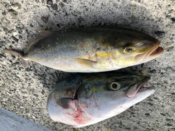 朝マズメのショアジギング