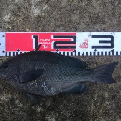 今週も好調！雨上がり６尾ゲット！！