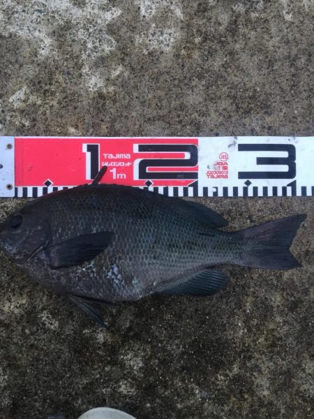 今週も好調！雨上がり６尾ゲット！！