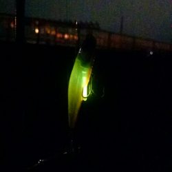 タチウオとアジ