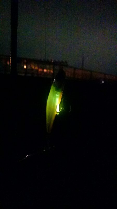 タチウオとアジ